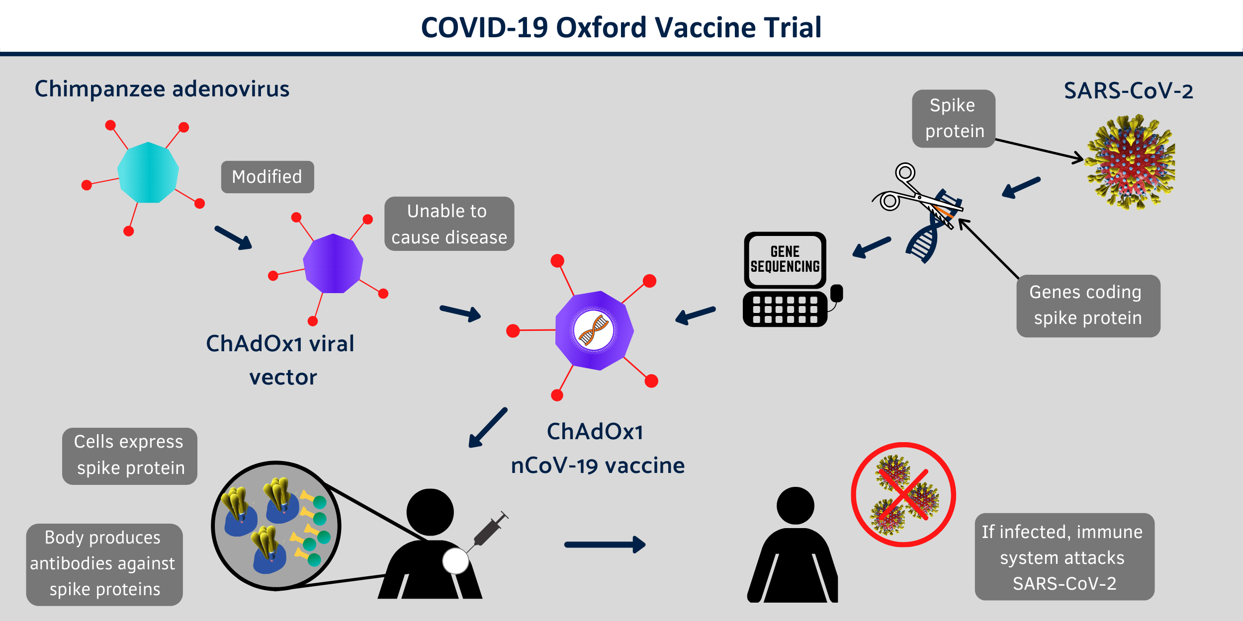 covid 19 vaccine infographic 3